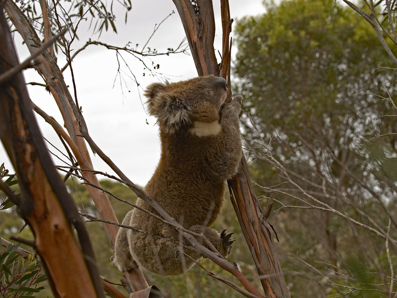 Kangaroo Island, Koala